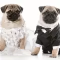 Денят на влюбените е предпочитан за кучешка сватба