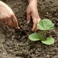 Каква трябва да е качествената почва за растенията