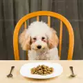 Безопастни ли са диетите на растителна основа за вашите кученца