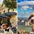 Куче-пътешественик е посетило 22 страни