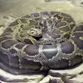 Най-големите змии в света