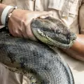 Anaconda to Swallow Man Live on Air