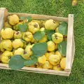 How are Quinces Stored?