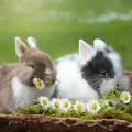 Кои породи зайци са подходящи за домашни любимци