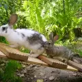 Размножаване на декоративни зайци