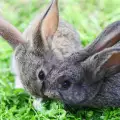 Сеното за зайци: основата за здравословна диета