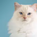 Породи котки в бяло