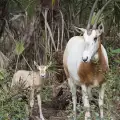 Бебе антилопа от рядък вид се роди във Флорида