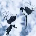 Други птици