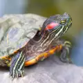 Характер и поведение на червенобузата костенурка
