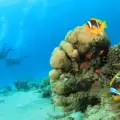 Подводници в Бали разхождат туристи из океана