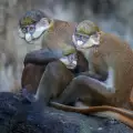 Маймуните избират партньори по устните