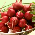 Radishes Cleanse the Kidneys