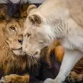 Умираща лъвица успя да оживее, защото срещна любовта
