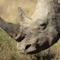 Последният северен бял носорог си търси половинка в Tinder