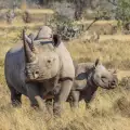Чешки зоопарк премахва роговете на носорозите