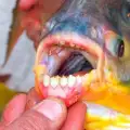 Кръвожадни риби налитат на тестиси! Мъжете в паника