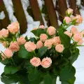 Запазване на розовата градина през зимата