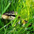 Кралски Питон - какво трябва да знаем за змията