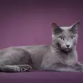 Как се гледа руска синя котка
