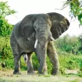 Слон избяга от цирк в Германия и уби минувач