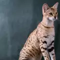 Най-екзотичните котки на света
