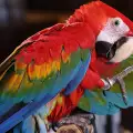 Езикът на тялото при папагалите - какво ви казва птичето ви?