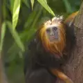 Тамарини - всичко за дребните маймунки
