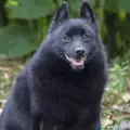 Породи дребни кучета в черно