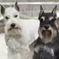 Дребни породи ловни кучета