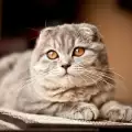 Колко години живеят котките скотиш фолд?