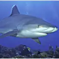 10 метрова акула е живяла преди 89 млн. години