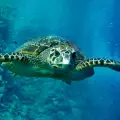 Чудо! Дружелюбните морски костенурки отново се появиха на Апенините