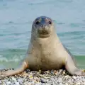 Тюлен монах - всичко за удивителното животно
