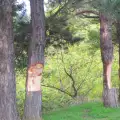 Вандали посегнаха на дърветата в местността Голак над Разлог
