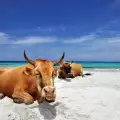 Жена опита да си направи селфи с препичащи се крави и си изпати