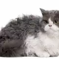 Странни породи котки