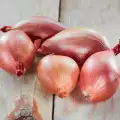 What is the Difference Between an Onion and a Shallot?