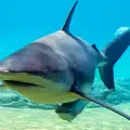 Акула прецака опит за рекорд на плувец