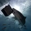 Sharks Discriminate Against Women - They Kill Men More Often!