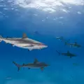 Жена извърши геройство - спаси хваната в капан акула