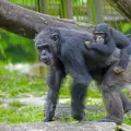 Шимпанзета се грижат за малките си с увреждания