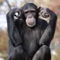 Шимпанезетата вярват в Бог и му се молят редовно
