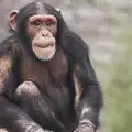 Стадо шимпанзета зверски разкъсаха бивш свой лидер