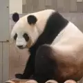 Най-едрата панда роди малко, което може да не оцелее