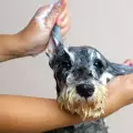 Как да направим домашен шампоан за кучета