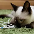 Сиамска котка, заклещена в колет, оцеля 8 дни без храна и вода