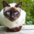С кои животни се разбират сиамските котки?