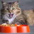 Защо котката спря да яде?