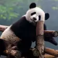 Учени разгадаха защо пандите са толкова мързеливи
